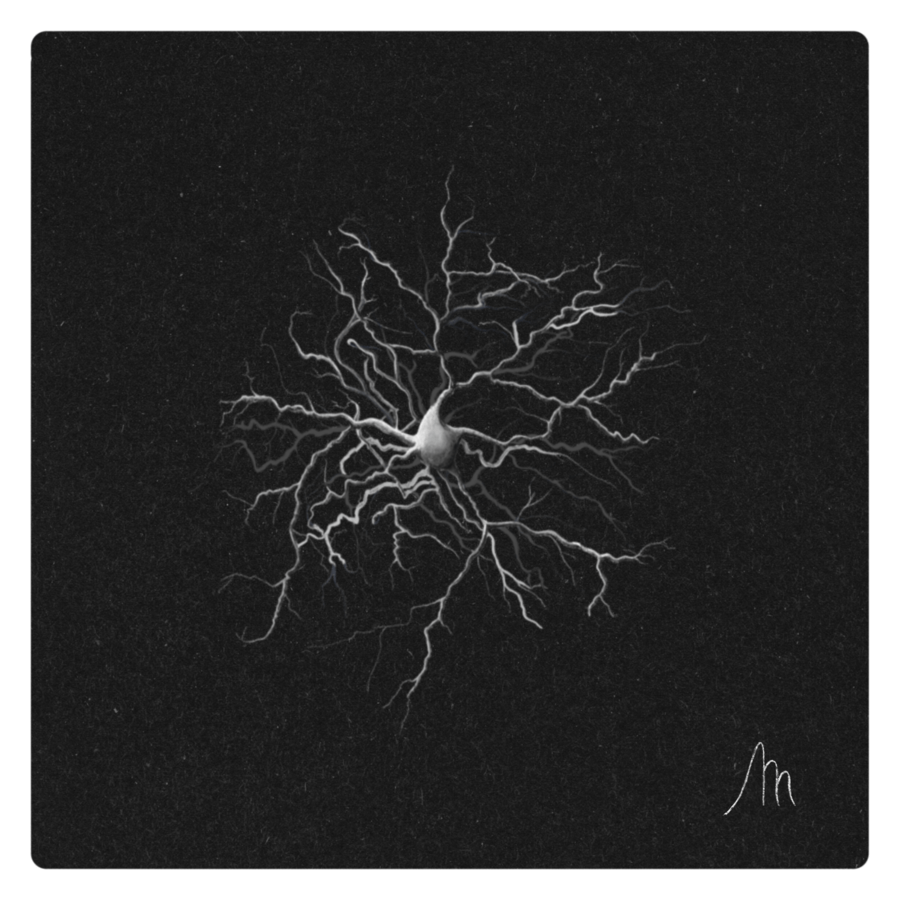 CÉLULA AMACRINA-min