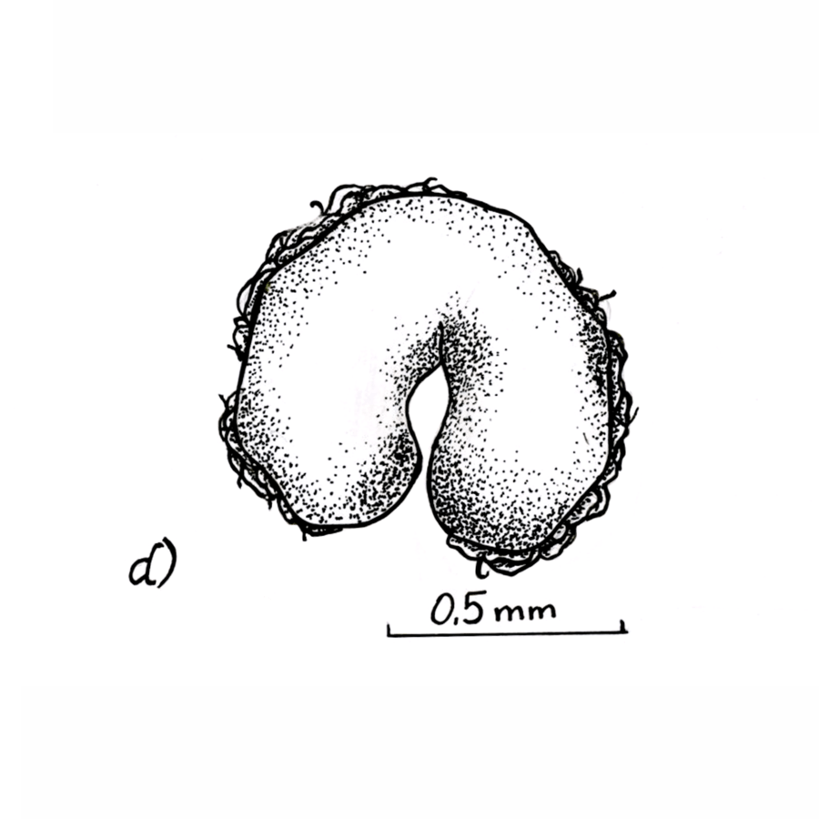 DETALLE (D)-min