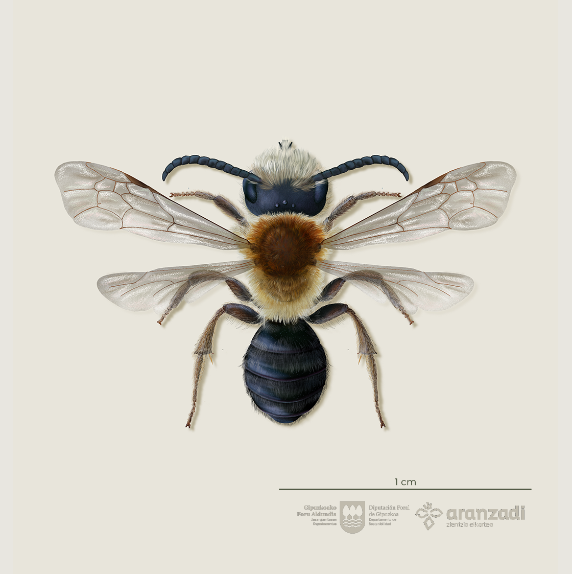 2.ANDRENA_INSTA