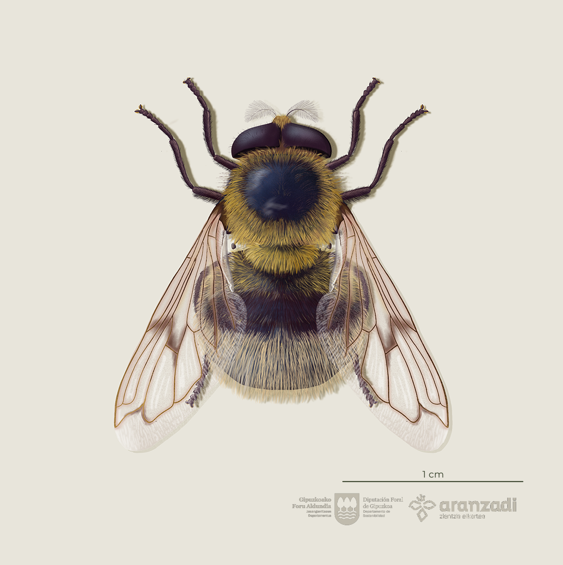 6.VOLUCELLA