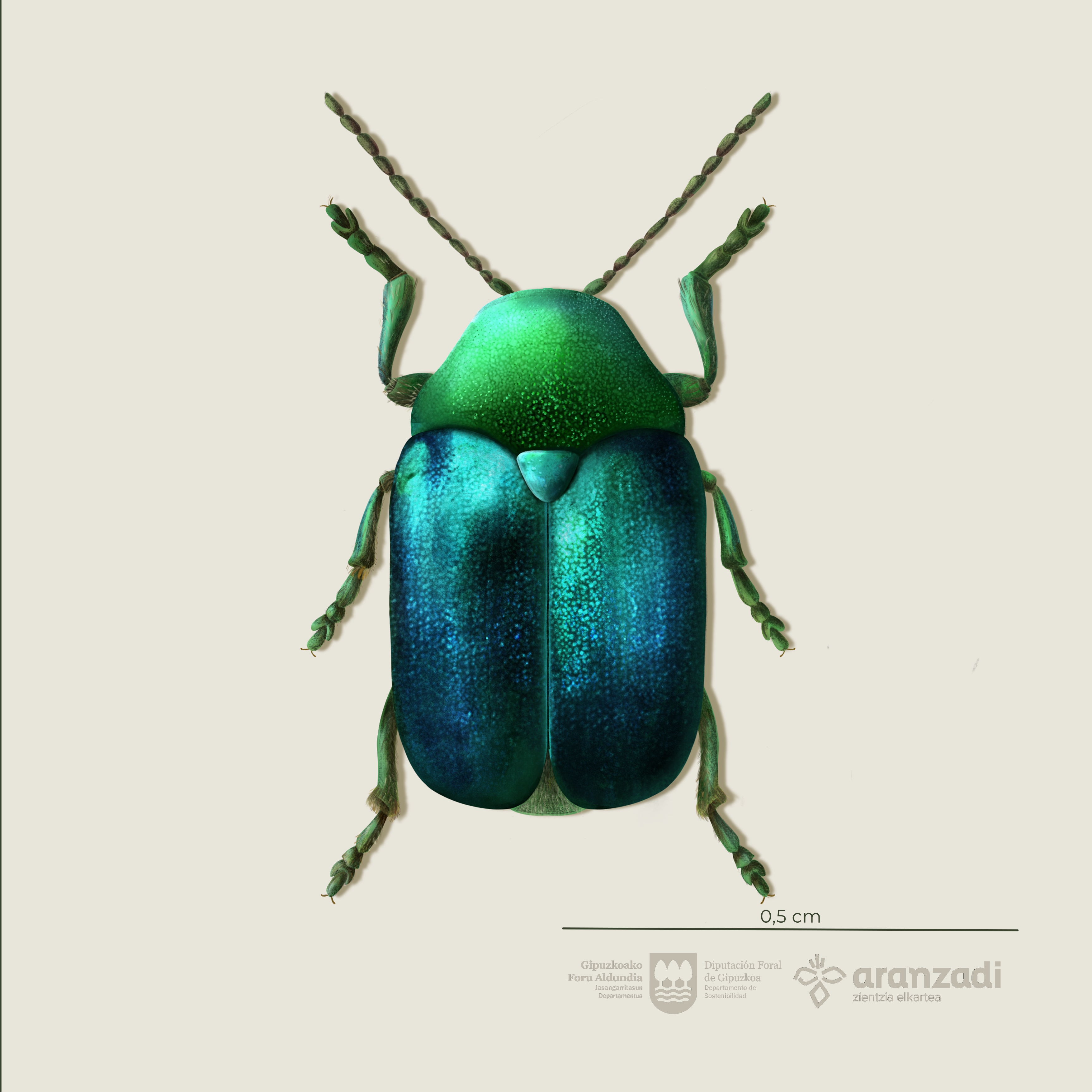 8._cryptocephalus
