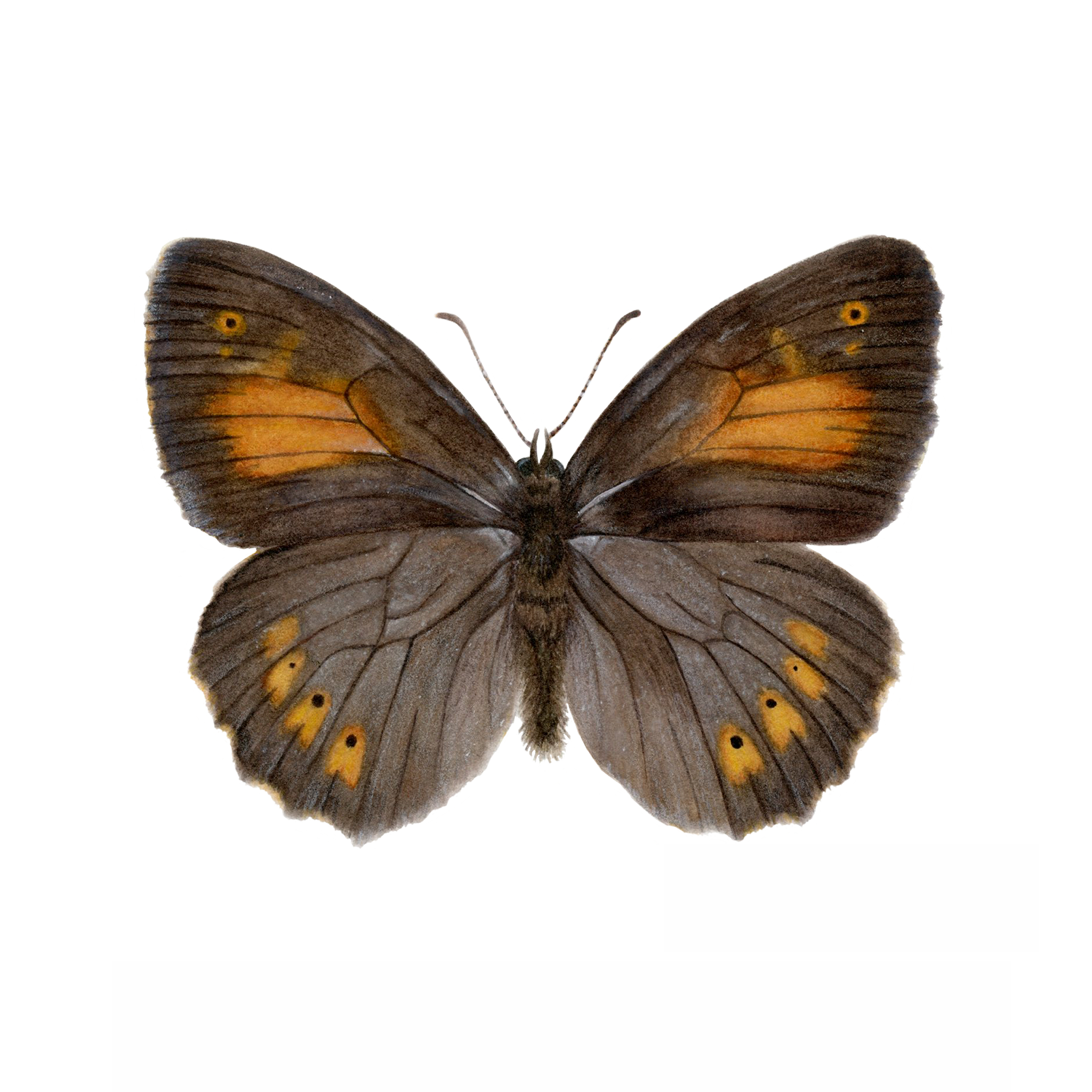 VISTA DORSAL