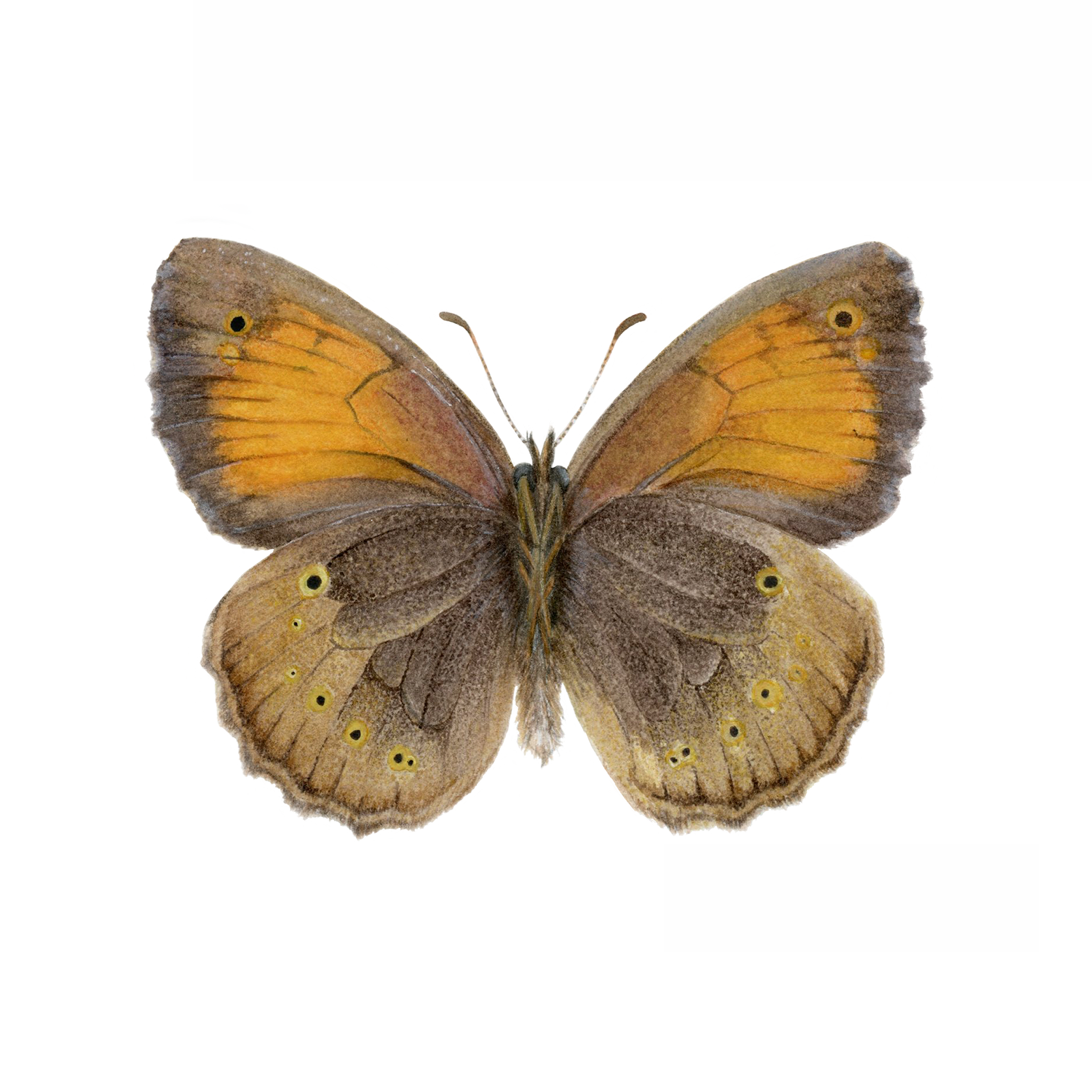 VISTA VENTRAL