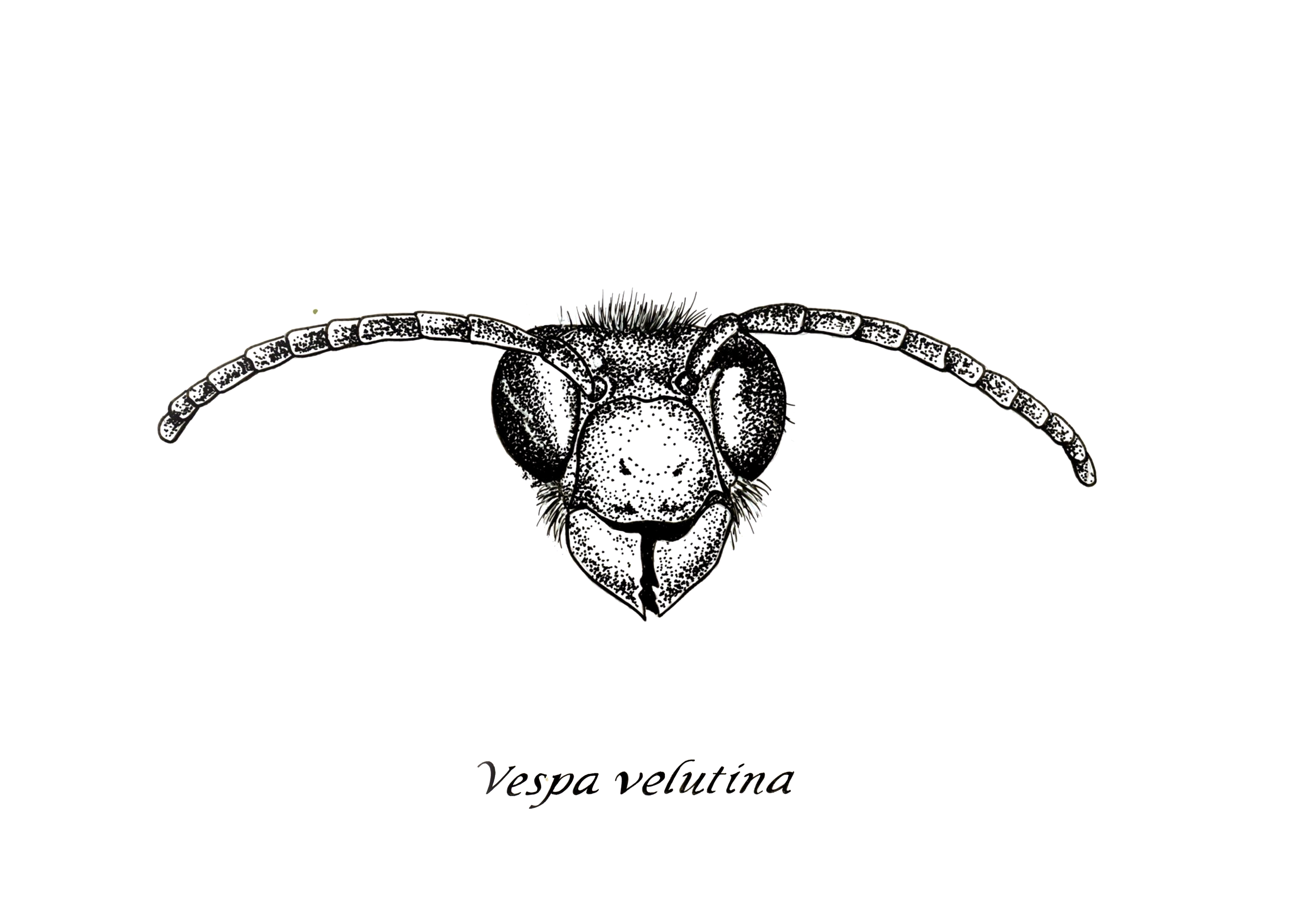 vespa_velutina___BURUA
