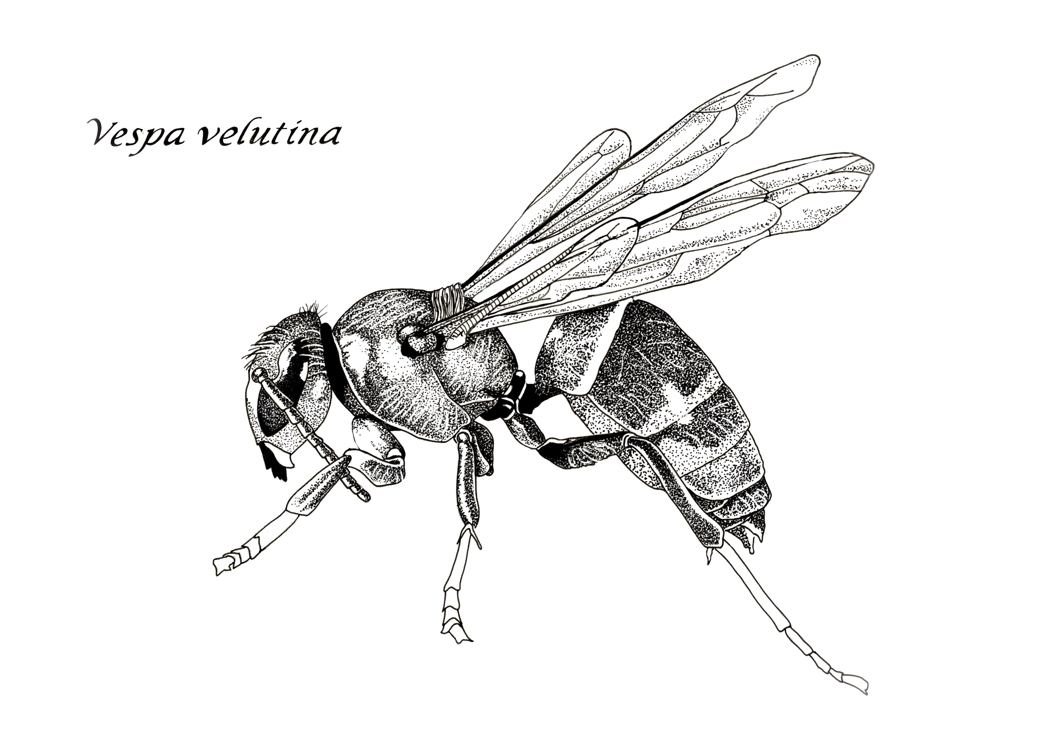 vespa_velutina___GORPUTZA